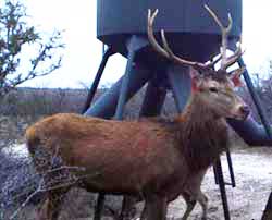 Red Stag Deer